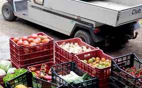 Neben Bananen werden auf der Finca beispielsweise auch Mangos, Papayas und Kartoffen angebaut.